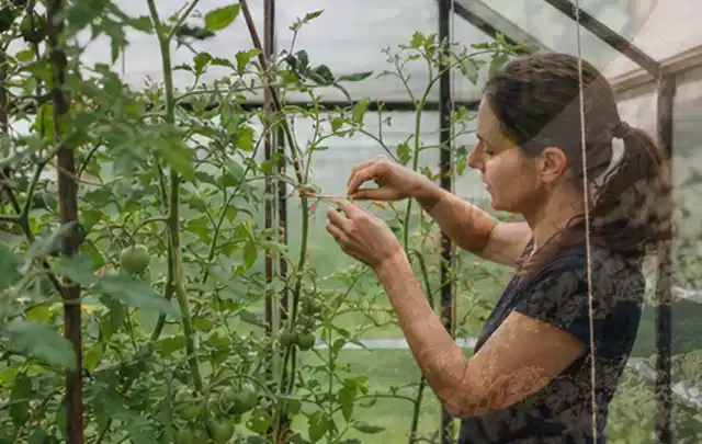Person bindet junge Tomatentriebe in einem privaten Gewächshaus vorsichtig an; Thema Mini Gewächshaus, Schwerpunkt Planung; Ergebnis.