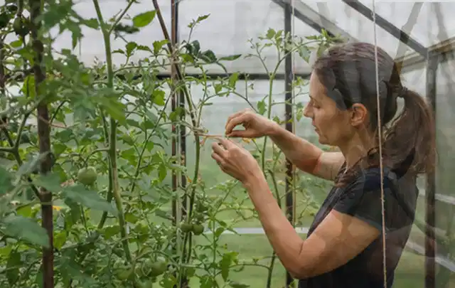 Person bindet junge Tomatentriebe in einem privaten Gewächshaus vorsichtig an; Thema Mini Gewächshaus, Schwerpunkt Standort; Ausgangslage.