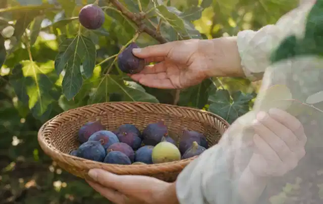 Hand pflückt eine reife Feige über einem flachen Korb mit Früchten; Thema Mini Gewächshaus, Schwerpunkt Standort; Kontrolle.