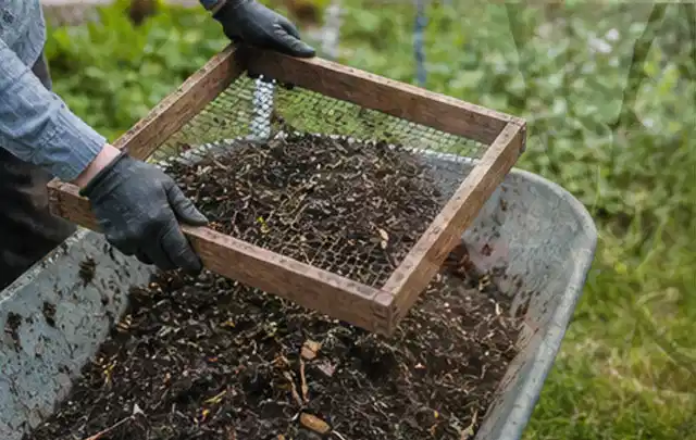 Behandschuhte Hände sieben reifen Kompost über einer Gartenschubkarre; Thema Minze, Schwerpunkt Anbau; Kontrolle.