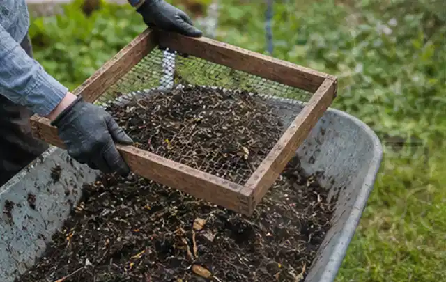 Behandschuhte Hände sieben reifen Kompost über einer Gartenschubkarre; Thema Minze, Schwerpunkt Aussaat; Umsetzung.