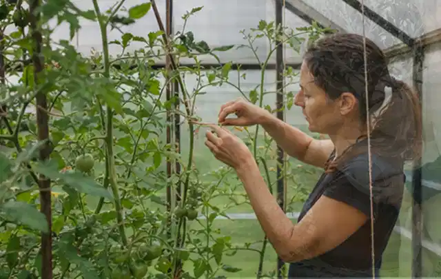 Person bindet junge Tomatentriebe in einem privaten Gewächshaus vorsichtig an; Thema Minze, Schwerpunkt Aussaat; Ergebnis.