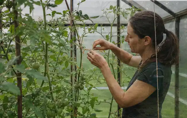 Person bindet junge Tomatentriebe in einem privaten Gewächshaus vorsichtig an; Thema Minze, Schwerpunkt Balkongarten; Umsetzung.