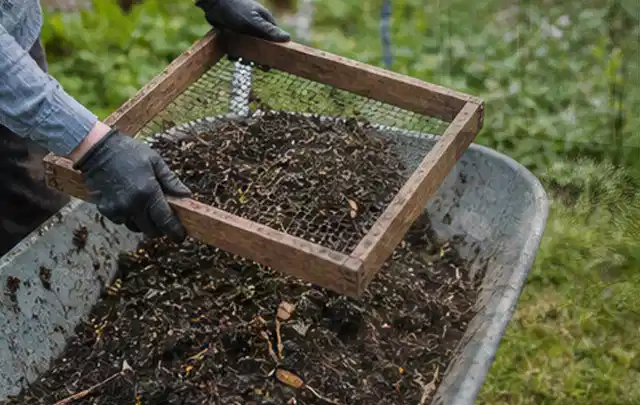 Behandschuhte Hände sieben reifen Kompost über einer Gartenschubkarre; Thema Minze, Schwerpunkt Bewässerung; Ausgangslage.