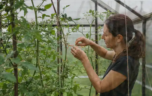 Person bindet junge Tomatentriebe in einem privaten Gewächshaus vorsichtig an; Thema Minze, Schwerpunkt Bewässerung; Kontrolle.