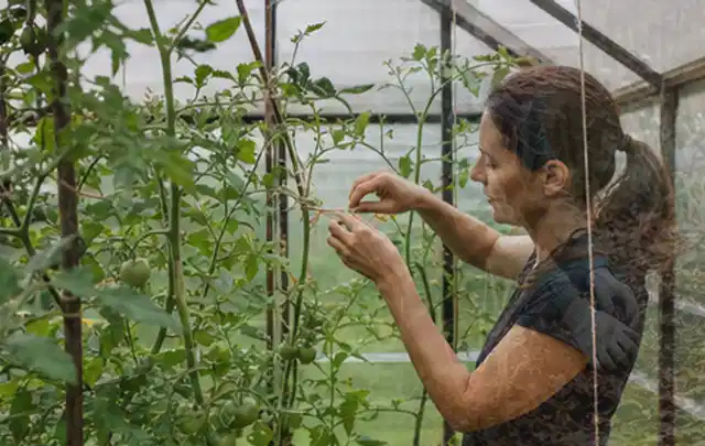 Person bindet junge Tomatentriebe in einem privaten Gewächshaus vorsichtig an; Thema Minze, Schwerpunkt Boden; Umsetzung.