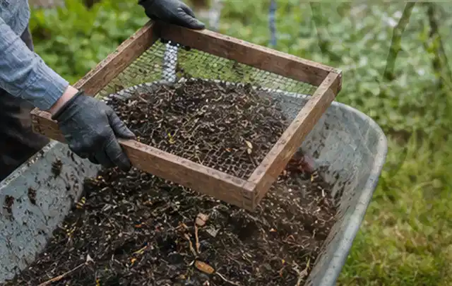 Behandschuhte Hände sieben reifen Kompost über einer Gartenschubkarre; Thema Minze, Schwerpunkt Boden; Praxisalltag.