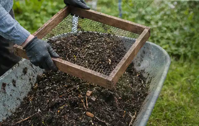 Behandschuhte Hände sieben reifen Kompost über einer Gartenschubkarre; Thema Minze, Schwerpunkt Einsteigerwissen; Umsetzung.