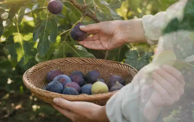 Hand pflückt eine reife Feige über einem flachen Korb mit Früchten; Thema Minze, Schwerpunkt Einsteigerwissen; Ergebnis.