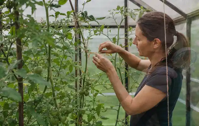 Person bindet junge Tomatentriebe in einem privaten Gewächshaus vorsichtig an; Thema Minze, Schwerpunkt Ernteprobleme; Kontrolle.