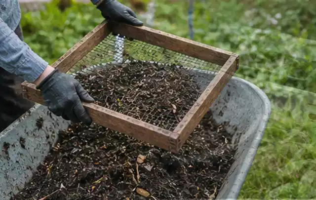 Behandschuhte Hände sieben reifen Kompost über einer Gartenschubkarre; Thema Minze, Schwerpunkt Fehlerhilfe; Ausgangslage.