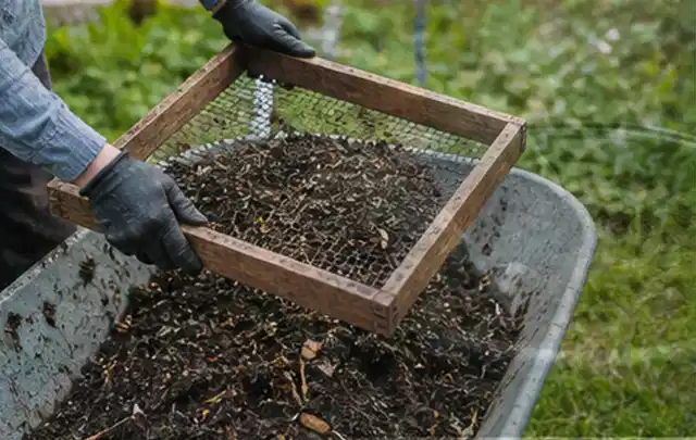 Behandschuhte Hände sieben reifen Kompost über einer Gartenschubkarre; Thema Minze, Schwerpunkt Gesundheit; Ausgangslage.