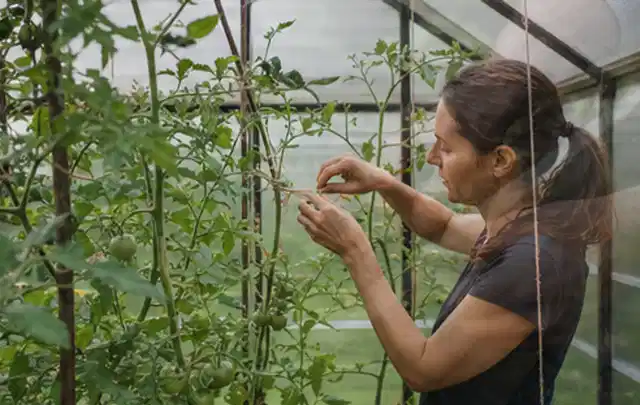 Person bindet junge Tomatentriebe in einem privaten Gewächshaus vorsichtig an; Thema Minze, Schwerpunkt Gesundheit; Praxisalltag.