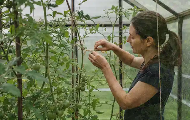 Person bindet junge Tomatentriebe in einem privaten Gewächshaus vorsichtig an; Thema Minze, Schwerpunkt Gewächshaus; Ausgangslage.