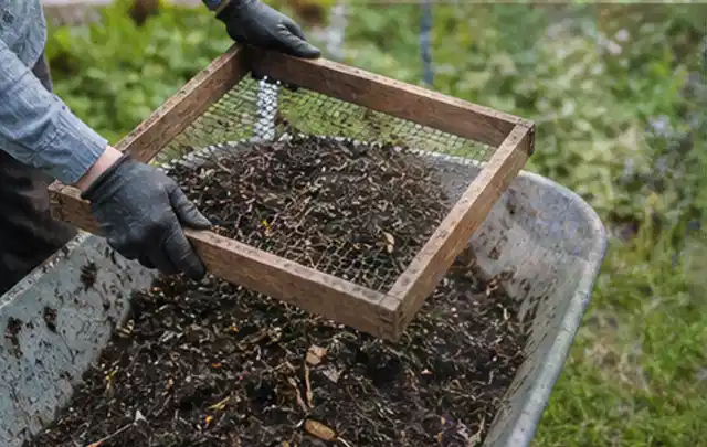 Behandschuhte Hände sieben reifen Kompost über einer Gartenschubkarre; Thema Minze, Schwerpunkt Gewächshaus; Praxisalltag.