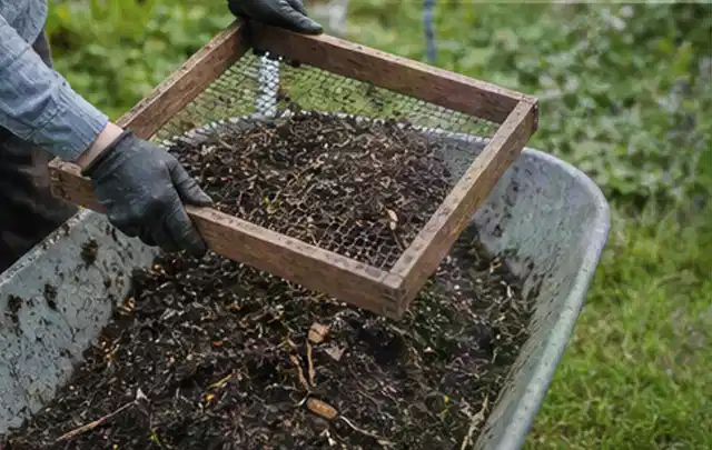 Behandschuhte Hände sieben reifen Kompost über einer Gartenschubkarre; Thema Minze, Schwerpunkt Hochbeet; Umsetzung.