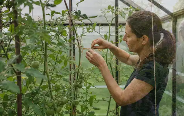 Person bindet junge Tomatentriebe in einem privaten Gewächshaus vorsichtig an; Thema Minze, Schwerpunkt Hochbeet; Ergebnis.