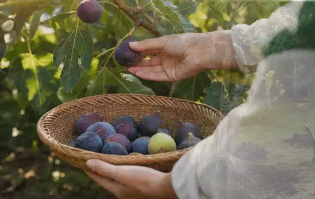 Hand pflückt eine reife Feige über einem flachen Korb mit Früchten; Thema Minze, Schwerpunkt Hochbeet; Praxisalltag.