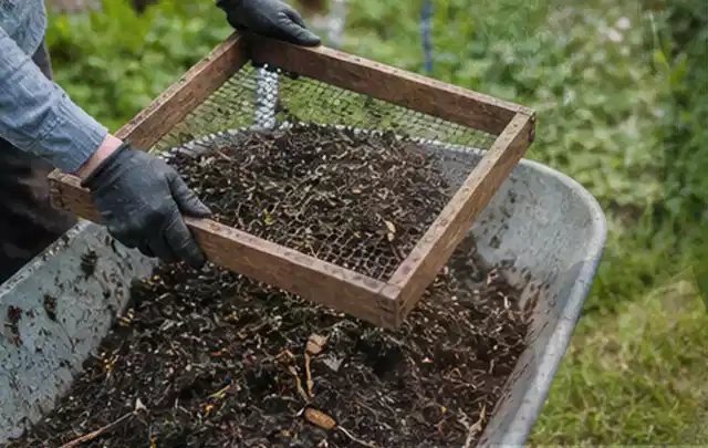 Behandschuhte Hände sieben reifen Kompost über einer Gartenschubkarre; Thema Minze, Schwerpunkt Kräuter; Umsetzung.