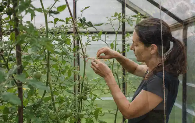 Person bindet junge Tomatentriebe in einem privaten Gewächshaus vorsichtig an; Thema Minze, Schwerpunkt Kräuter; Kontrolle.