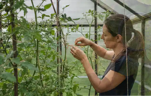 Person bindet junge Tomatentriebe in einem privaten Gewächshaus vorsichtig an; Thema Minze, Schwerpunkt Lagerung; Ergebnis.