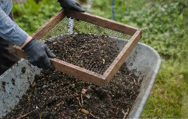 Behandschuhte Hände sieben reifen Kompost über einer Gartenschubkarre; Thema Minze, Schwerpunkt Pflanzenschutz; Ergebnis.