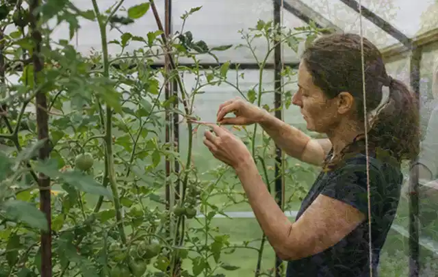 Person bindet junge Tomatentriebe in einem privaten Gewächshaus vorsichtig an; Thema Minze, Schwerpunkt Pflanzenschutz; Praxisalltag.