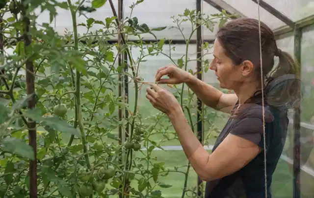 Person bindet junge Tomatentriebe in einem privaten Gewächshaus vorsichtig an; Thema Minze, Schwerpunkt Saisonkalender; Ergebnis.