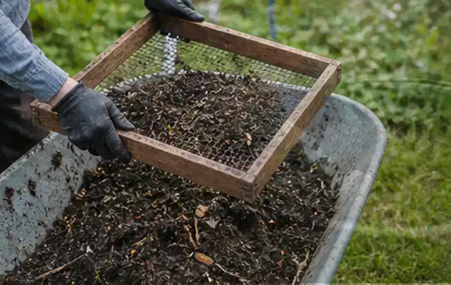 Behandschuhte Hände sieben reifen Kompost über einer Gartenschubkarre; Thema Minze, Schwerpunkt Saisonkalender; Praxisalltag.