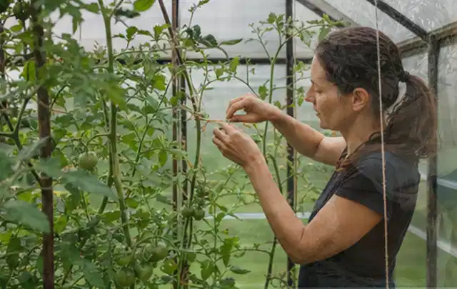 Person bindet junge Tomatentriebe in einem privaten Gewächshaus vorsichtig an; Thema Minze, Schwerpunkt Standort; Ausgangslage.