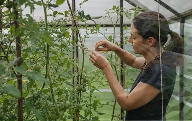 Person bindet junge Tomatentriebe in einem privaten Gewächshaus vorsichtig an; Thema Möhren, Schwerpunkt Anbau; Ausgangslage.