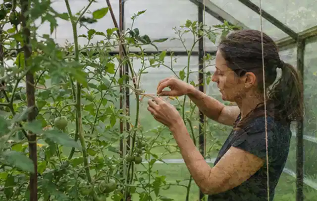 Person bindet junge Tomatentriebe in einem privaten Gewächshaus vorsichtig an; Thema Möhren, Schwerpunkt Balkongarten; Ausgangslage.