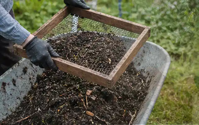 Behandschuhte Hände sieben reifen Kompost über einer Gartenschubkarre; Thema Möhren, Schwerpunkt Balkongarten; Umsetzung.