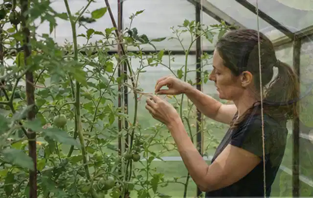 Person bindet junge Tomatentriebe in einem privaten Gewächshaus vorsichtig an; Thema Möhren, Schwerpunkt Boden; Kontrolle.