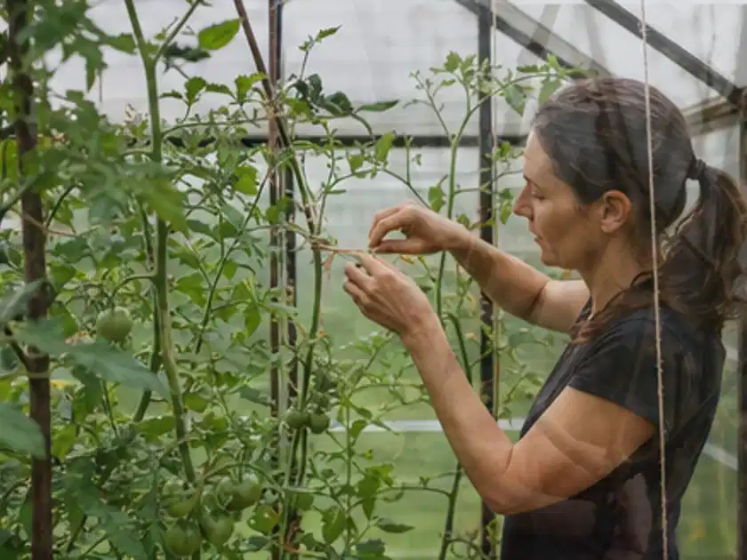 Person bindet junge Tomatentriebe in einem privaten Gewächshaus vorsichtig an; Thema Möhren, Schwerpunkt Einsteigerwissen; Titelbild.