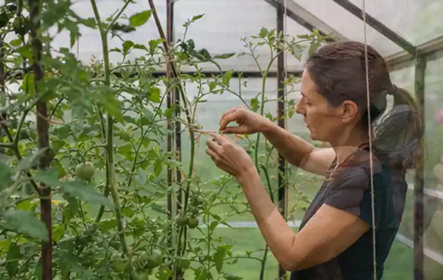 Person bindet junge Tomatentriebe in einem privaten Gewächshaus vorsichtig an; Thema Möhren, Schwerpunkt Ernte; Kontrolle.