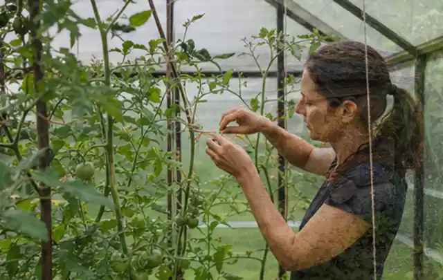 Person bindet junge Tomatentriebe in einem privaten Gewächshaus vorsichtig an; Thema Möhren, Schwerpunkt Fehlerhilfe; Umsetzung.
