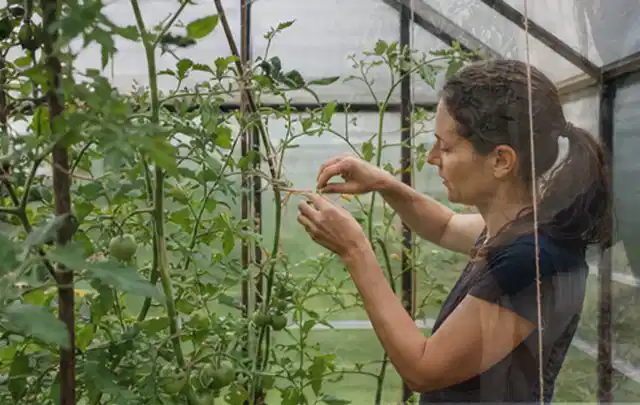 Person bindet junge Tomatentriebe in einem privaten Gewächshaus vorsichtig an; Thema Möhren, Schwerpunkt Gesundheit; Kontrolle.