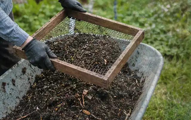 Behandschuhte Hände sieben reifen Kompost über einer Gartenschubkarre; Thema Möhren, Schwerpunkt Gewächshaus; Kontrolle.