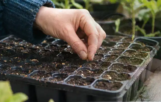 Hand legt einzelne Samen in vorbereitete Anzuchtschalen mit lockerer Erde; Thema Möhren, Schwerpunkt Hochbeet; Kontrolle.