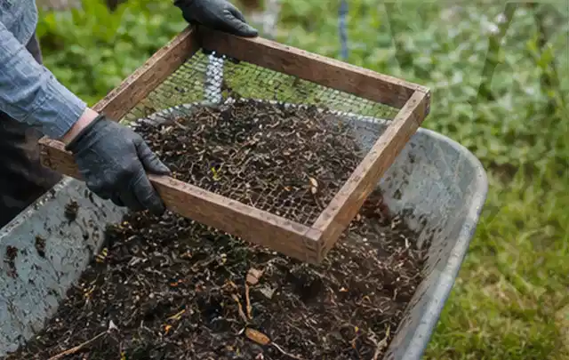 Behandschuhte Hände sieben reifen Kompost über einer Gartenschubkarre; Thema Möhren, Schwerpunkt Hochbeet; Ergebnis.