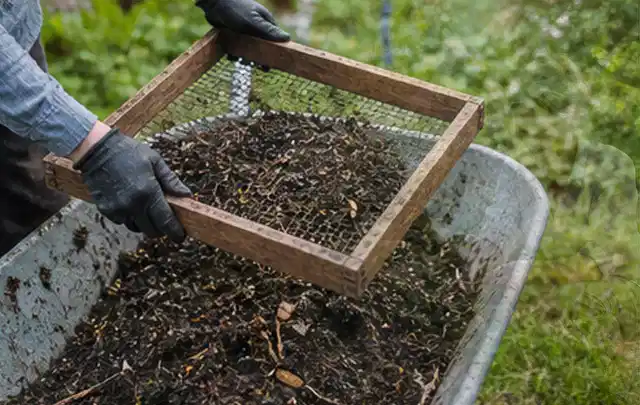 Behandschuhte Hände sieben reifen Kompost über einer Gartenschubkarre; Thema Möhren, Schwerpunkt Lagerung; Kontrolle.