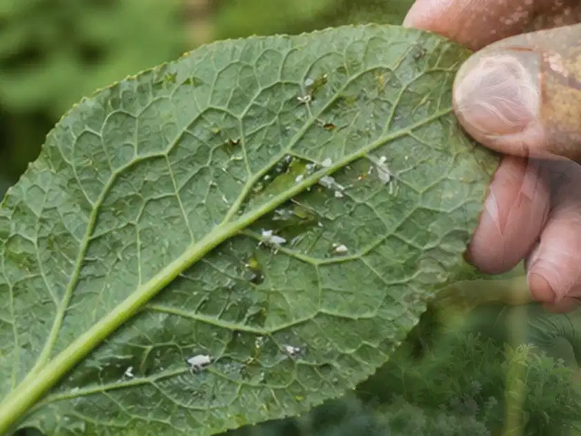 Hand hält ein Blatt mit kleinen hellen Schädlingen auf der Unterseite; Thema Möhren, Schwerpunkt Pflanzenschutz; Titelbild.
