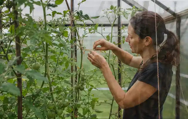 Person bindet junge Tomatentriebe in einem privaten Gewächshaus vorsichtig an; Thema Möhren, Schwerpunkt Pflanzenschutz; Kontrolle.