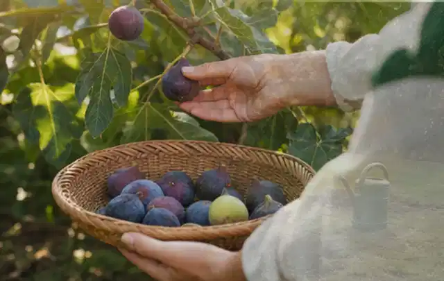 Hand pflückt eine reife Feige über einem flachen Korb mit Früchten; Thema Möhren, Schwerpunkt Pflanzenschutz; Ergebnis.