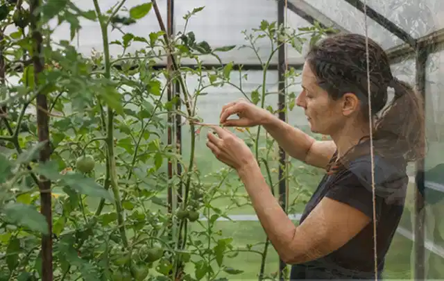 Person bindet junge Tomatentriebe in einem privaten Gewächshaus vorsichtig an; Thema Möhren, Schwerpunkt Saisonkalender; Kontrolle.