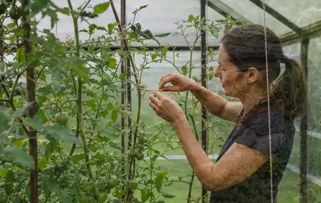 Person bindet junge Tomatentriebe in einem privaten Gewächshaus vorsichtig an; Thema Möhren, Schwerpunkt Sortenwahl; Ergebnis.
