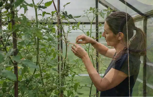 Person bindet junge Tomatentriebe in einem privaten Gewächshaus vorsichtig an; Thema Möhren, Schwerpunkt Standort; Kontrolle.