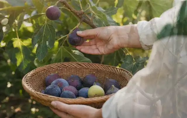 Hand pflückt eine reife Feige über einem flachen Korb mit Früchten; Thema Möhren, Schwerpunkt Standort; Ergebnis.