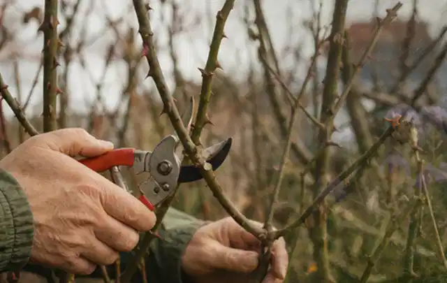 Hände schneiden einen älteren Rosenstrauch mit einer sauberen Gartenschere; Thema Motorhacken, Schwerpunkt Bestenliste; Umsetzung.